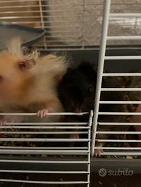 Coppia di criceti d angora