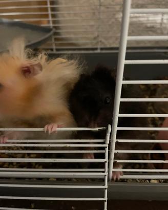 Coppia di criceti d angora