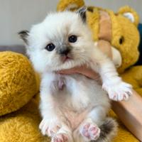 Ragdoll cuccioli seal mitted con Pedigree