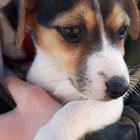 Cuccioli Jack russell