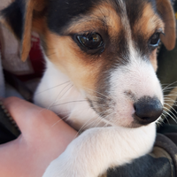 Cuccioli Jack russel