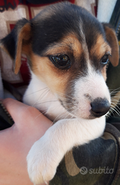 Cuccioli Jack russel