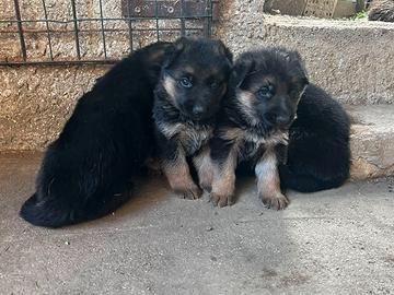 Cuccioli di Pastore Tedesco
