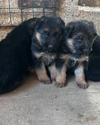 Cuccioli di Pastore Tedesco