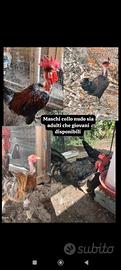 Collo nudo