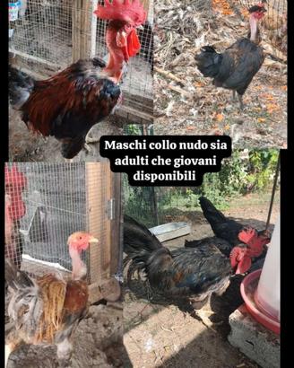 Collo nudo