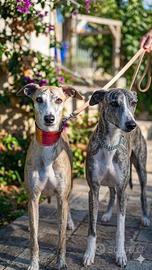 Levrieri Whippet