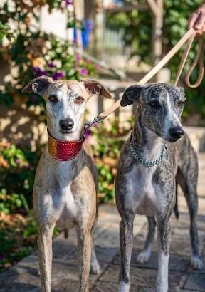 Levrieri Whippet