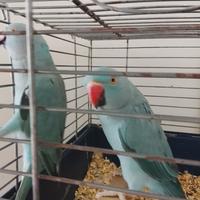 Coppia di parrocchetti dal collare