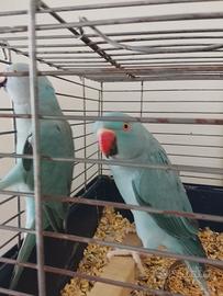 Coppia di parrocchetti dal collare