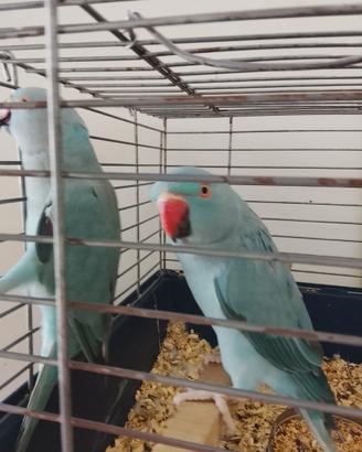 Coppia di parrocchetti dal collare