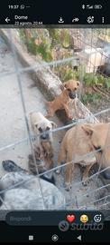 Cagnolini
