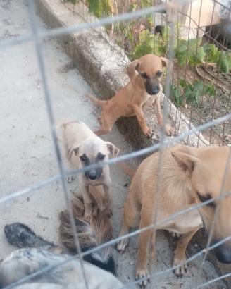 Cagnolini