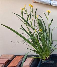Rizomi Iris palustre (Iris pseudacorus)