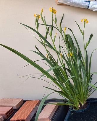 Rizomi Iris palustre (Iris pseudacorus)