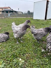 Galline varie colorazioni