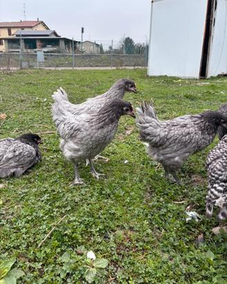 Galline varie colorazioni