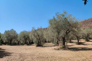 Terreno agricolo con uliveto di 15.633 m²