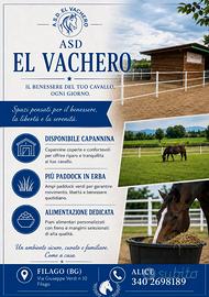 Cavalli paddock
