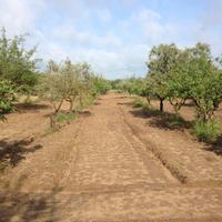 Terreno Agricolo con Oliveto