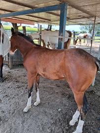 Puledro paint