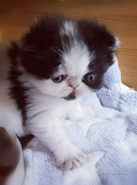 Cuccioli di Gatto Persiano