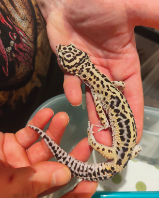 Gecky