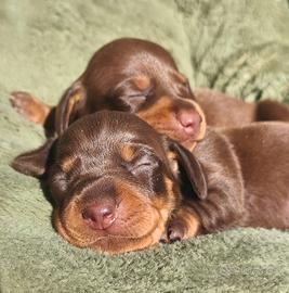 Bassotto cuccioli pedigree ENCI