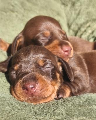 Bassotto cuccioli pedigree ENCI