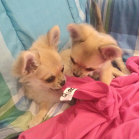 Femmina chihuahua con pedigree Enci