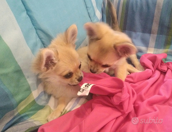 Femmina chihuahua con pedigree Enci