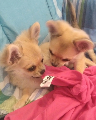 Femmina chihuahua con pedigree Enci