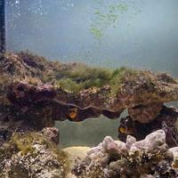 Rocce vive acquario marino due Amphiprion ocellari