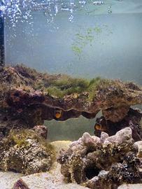 Rocce vive acquario marino due Amphiprion ocellari