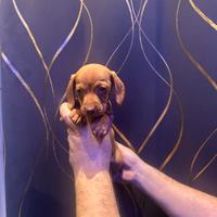 Cuccioli di bassotto color fulvo