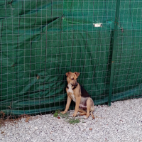 Cuccioli pincher bassotto