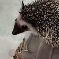 Riccio africano baby