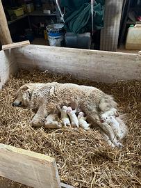 Cuccioli pastore Maremmano Abruzzese