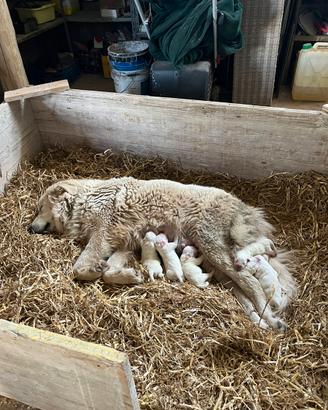 Cuccioli pastore Maremmano Abruzzese