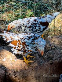 Trio galline razza mille fiori di lonigo