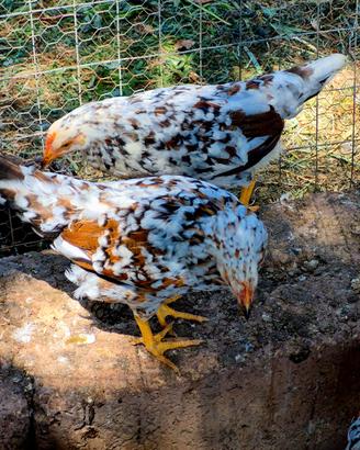 Trio galline razza mille fiori di lonigo