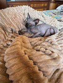 Gattini Sphynx maschio