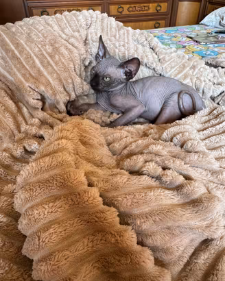 Gattini Sphynx maschio