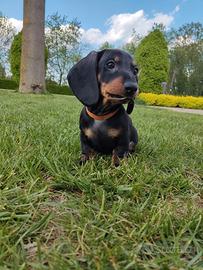 Bassotti a pelo corto