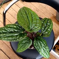 Anthurium RadicansXLuxurians