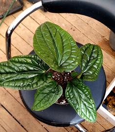 Anthurium RadicansXLuxurians