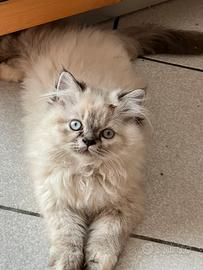 Gattina Persiana