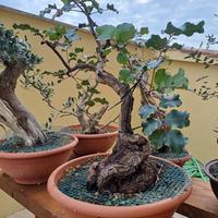 Carrubo pre bonsai