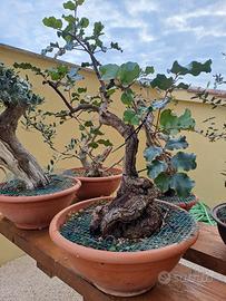 Carrubo pre bonsai