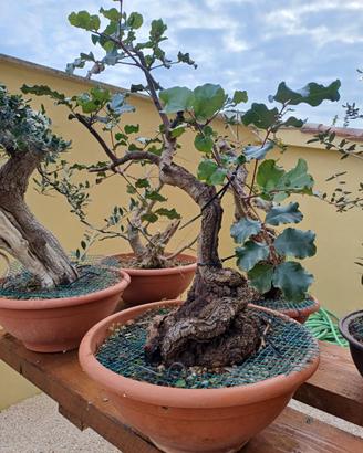 Carrubo pre bonsai
